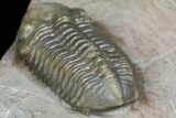 Two Austerops Trilobites With Belenopyge-Like Lichid - Jorf #154202-13